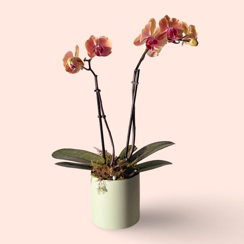 Assorted Mini Phalaenopsis orchid double stem with Ceramic pot&nbsp;