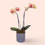 Assorted Mini Phalaenopsis orchid double stem with Ceramic pot&nbsp;