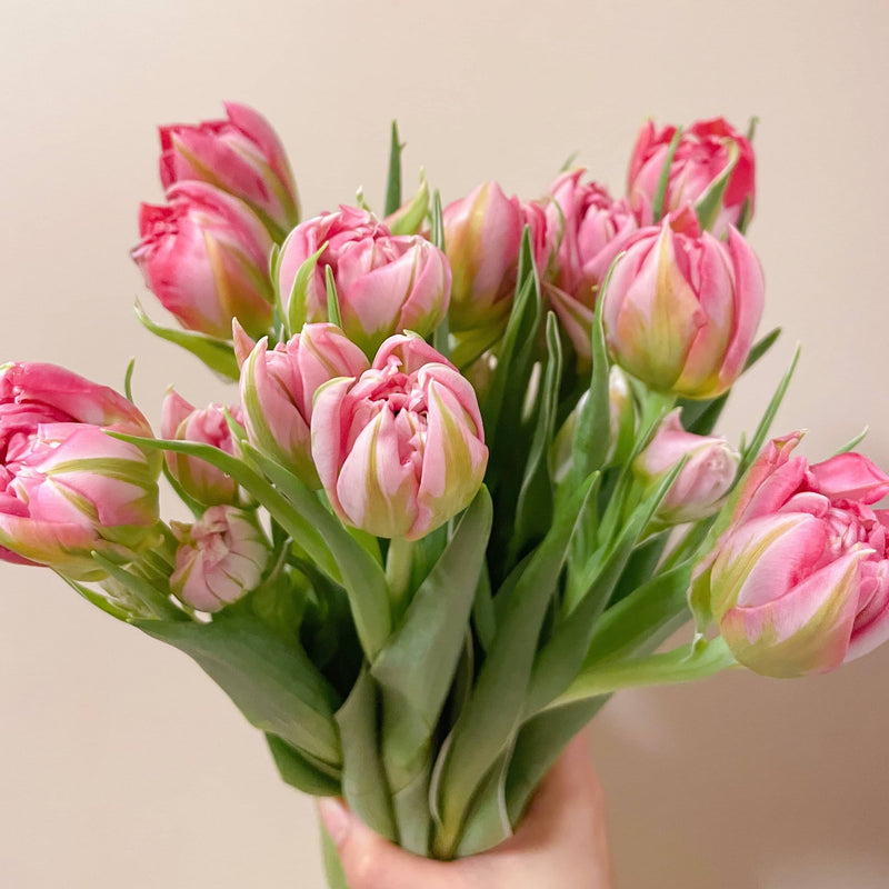 A beautiful bouquet of seasonal tulips. Sydney Florist. 