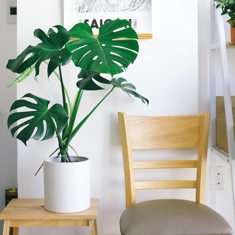 monstera plant subscription